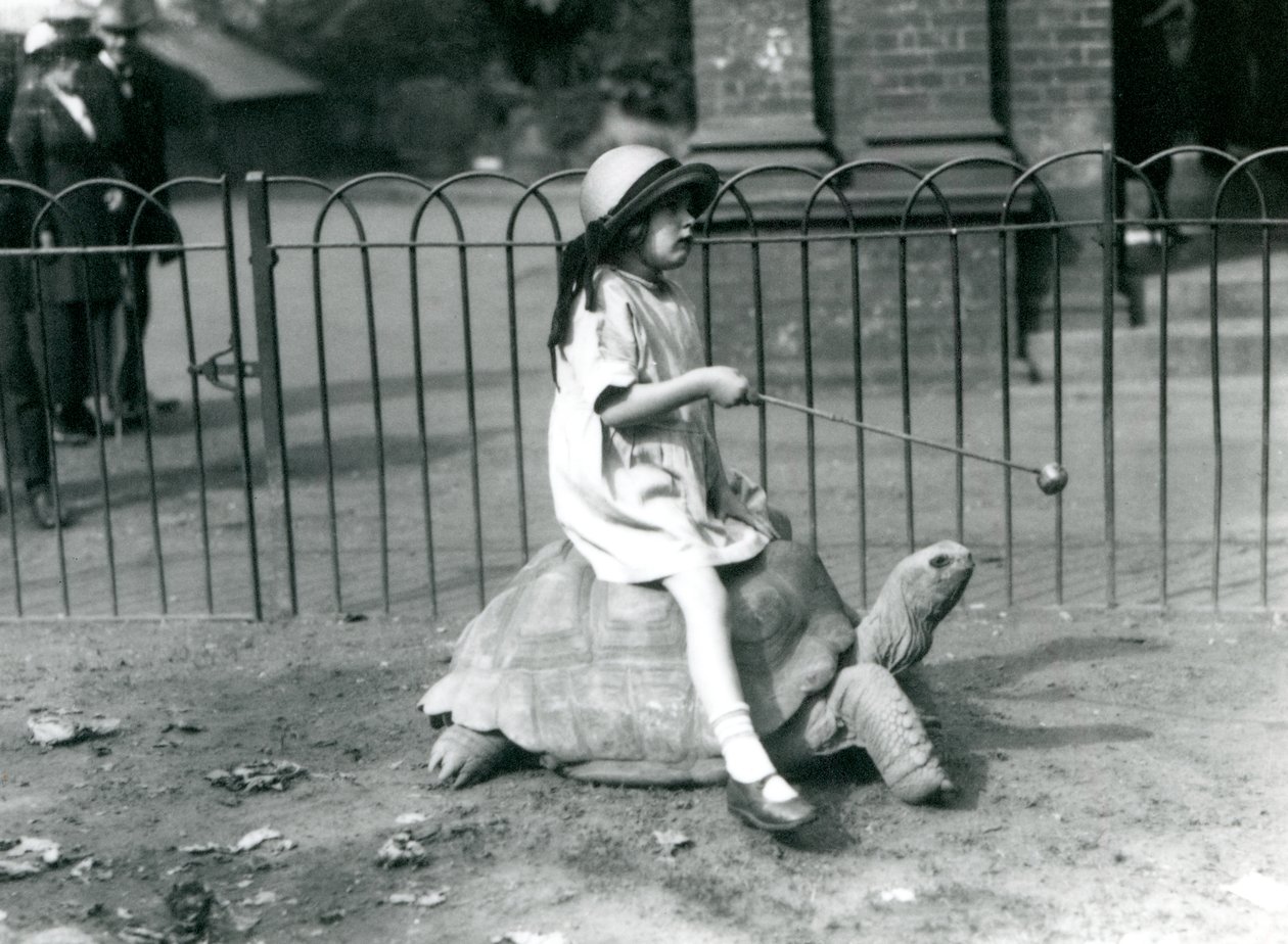 Ein kleines Mädchen, Betty, hält einen Stock mit einem Apfel am Ende, um die Riesenschildkröte zu führen, auf der sie reitet, London Zoo, 1924 von Frederick William Bond