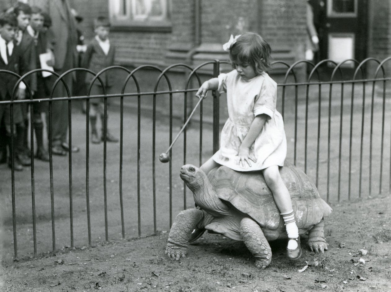 Ein kleines Mädchen, Betty, hält einen Stock mit einem Apfel, um die Riesenschildkröte zu führen, auf der sie reitet, Londoner Zoo, 1924 von Frederick William Bond