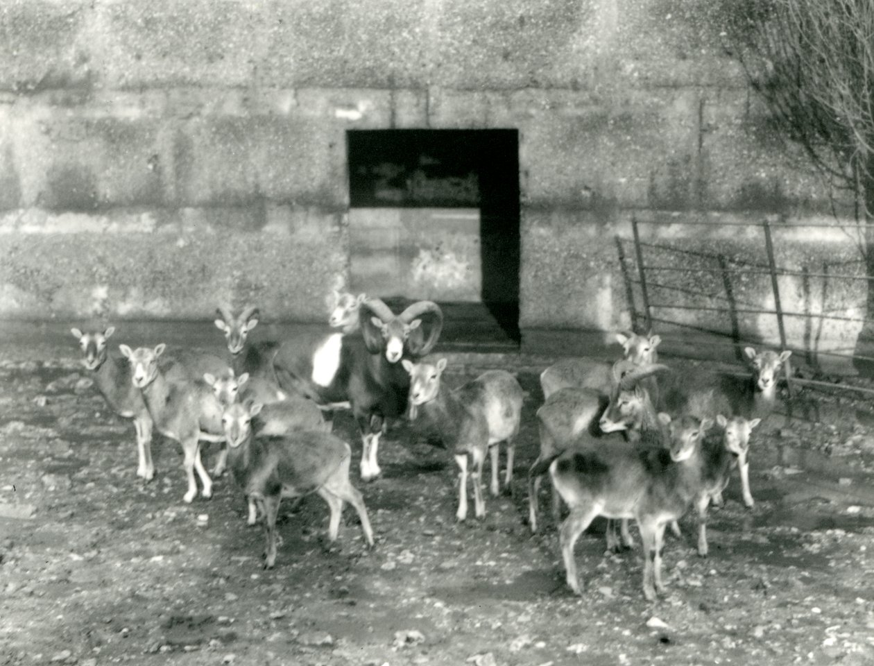 Eine kleine Herde Mufflons im Londoner Zoo im November 1926 von Frederick William Bond