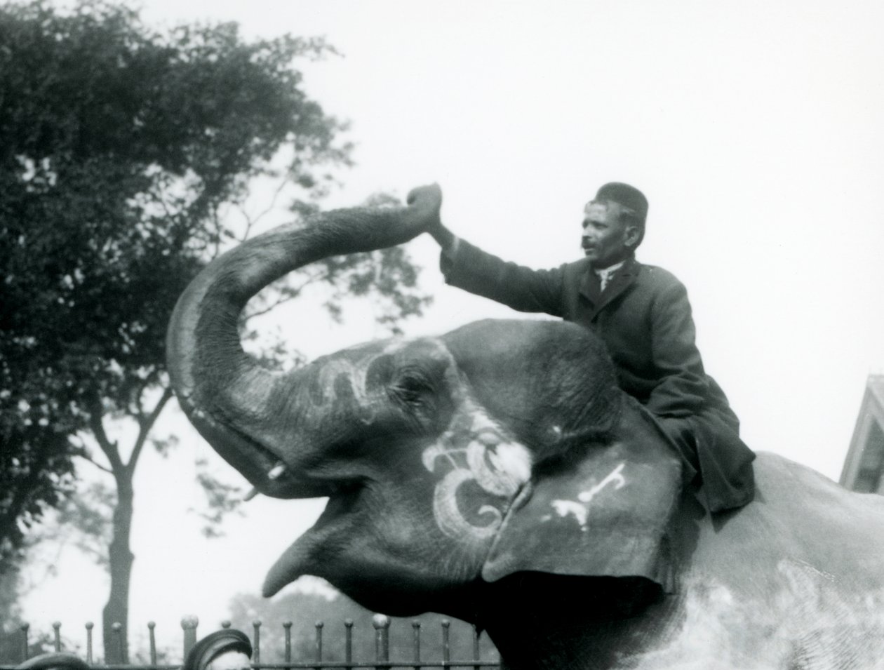 Ein Trainer, sitzend auf dem Hals eines geschmückten Indischen Elefanten, während er nach vorne greift, um das Ende seines aufgerichteten Rüssels zu halten, Londoner Zoo, 1927 von Frederick William Bond