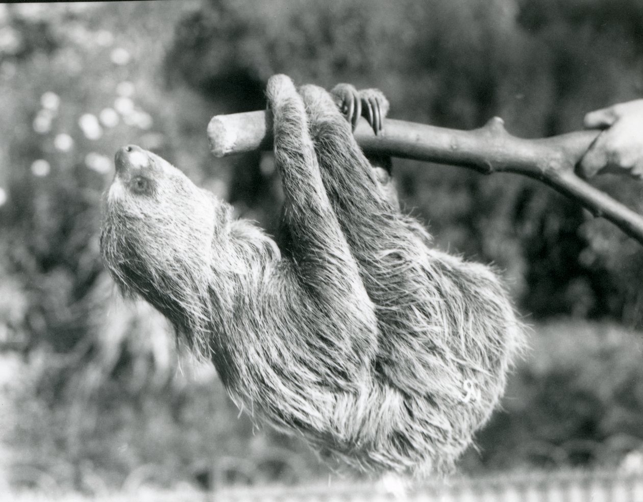 Ein Zweifingerfaultier, das an einem abgeschnittenen Ast hängt, gehalten von einem Pfleger, Londoner Zoo, September 1925 von Frederick William Bond