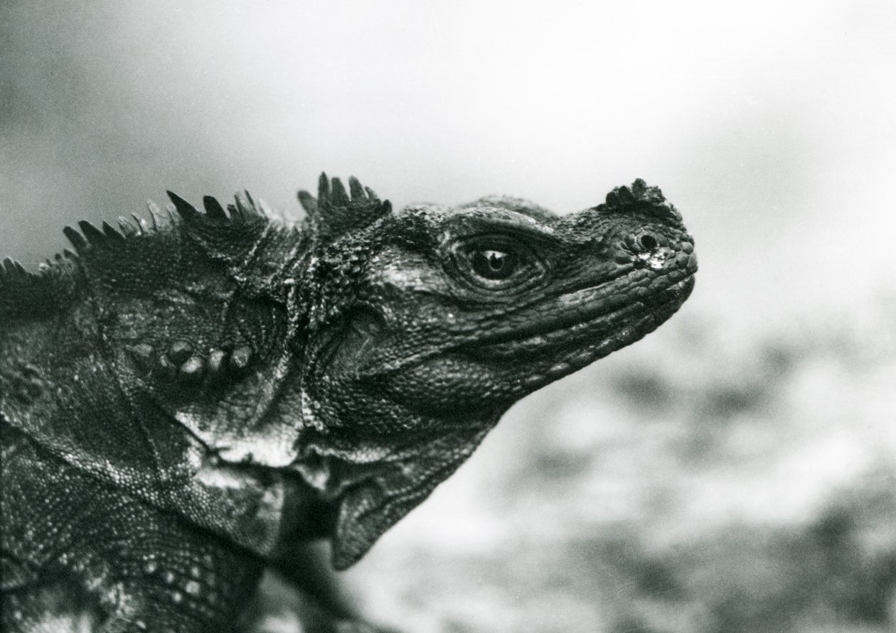 Ein gefährdeter Segelflossenleguan im Londoner Zoo 1928 von Frederick William Bond