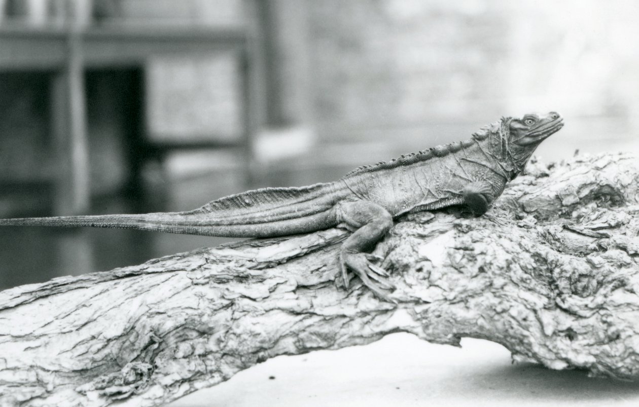 Ein gefährdeter Segelflossenleguan ruht auf einem Baumstamm im Londoner Zoo 1928 von Frederick William Bond