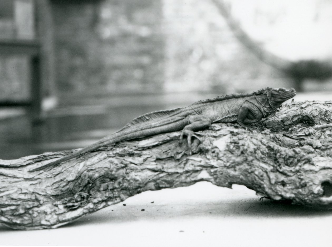 Ein gefährdeter Segelflossenleguan ruht auf einem Baumstamm im Londoner Zoo 1928 von Frederick William Bond