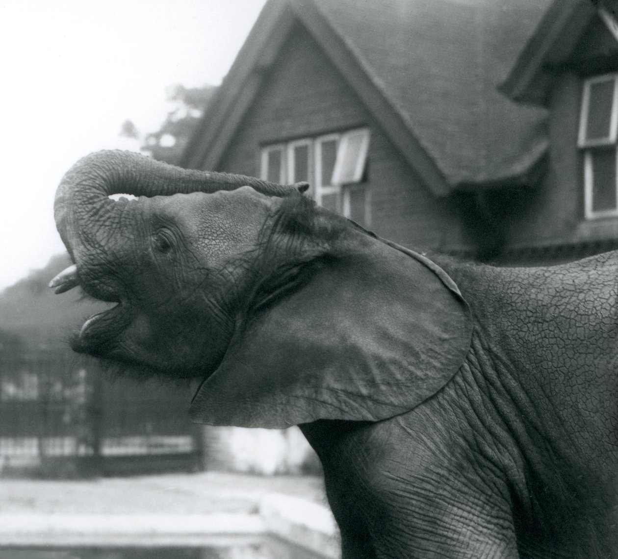 Ein junger afrikanischer Elefant mit erhobenem Rüssel auf die Stirn, Londoner Zoo, August 1925 von Frederick William Bond