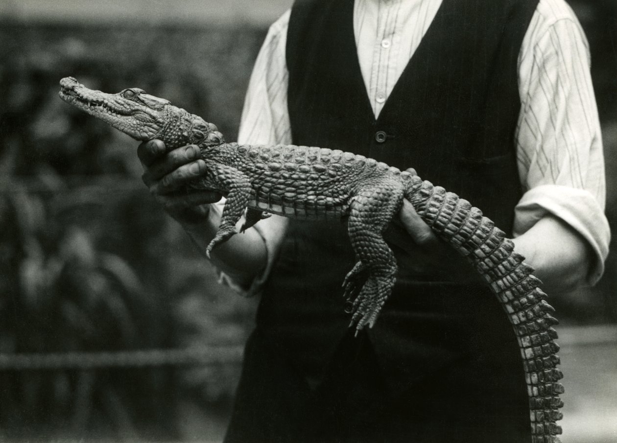 Ein junger amerikanischer Alligator, gehalten von seinem Wärter, Londoner Zoo, 1924 von Frederick William Bond