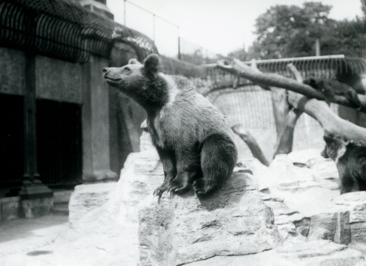 Ein junger Braunbär sitzt auf einem Felsen im Vordergrund, ein anderer läuft dahinter und ein dritter schläft auf einem Ast, Londoner Zoo, August 1913 von Frederick William Bond