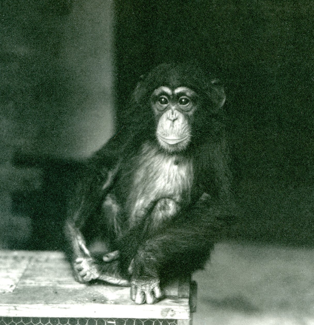 Ein junger Schimpanse sitzt auf einer Holzkiste im London Zoo, 1924 von Frederick William Bond