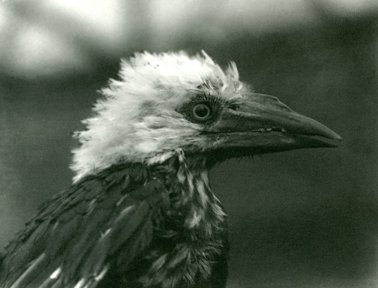 Ein junger Hornvogel im Londoner Zoo, 1924 von Frederick William Bond