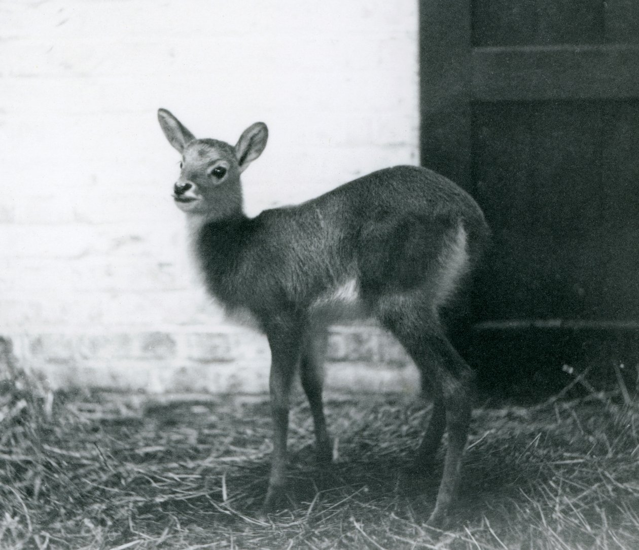Ein junger Lechwe, der auf Heu steht, London Zoo, Januar 1926 von Frederick William Bond