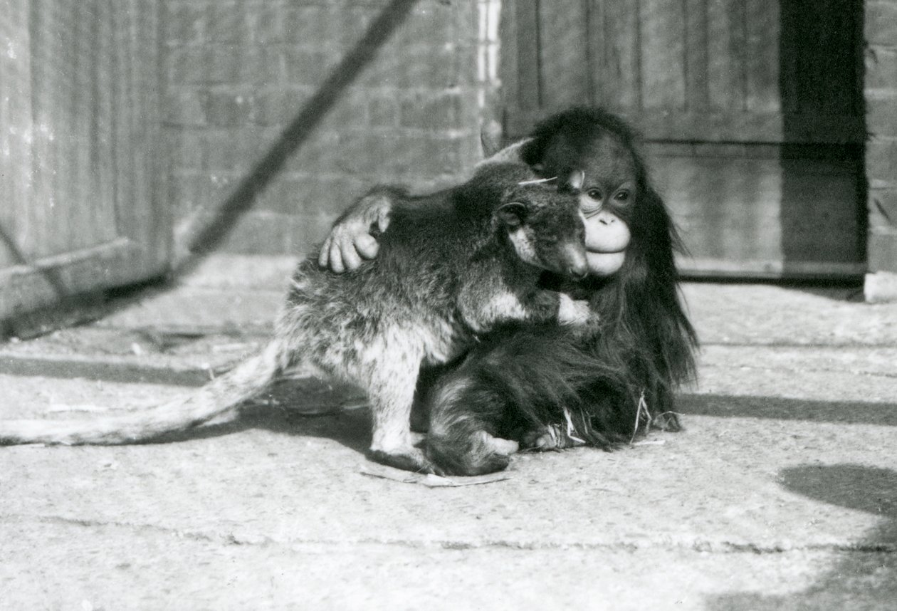 Ein junger Orang-Utan umarmt ein Baumkänguru im London Zoo im Jahr 1927 (s/w Foto) von Frederick William Bond