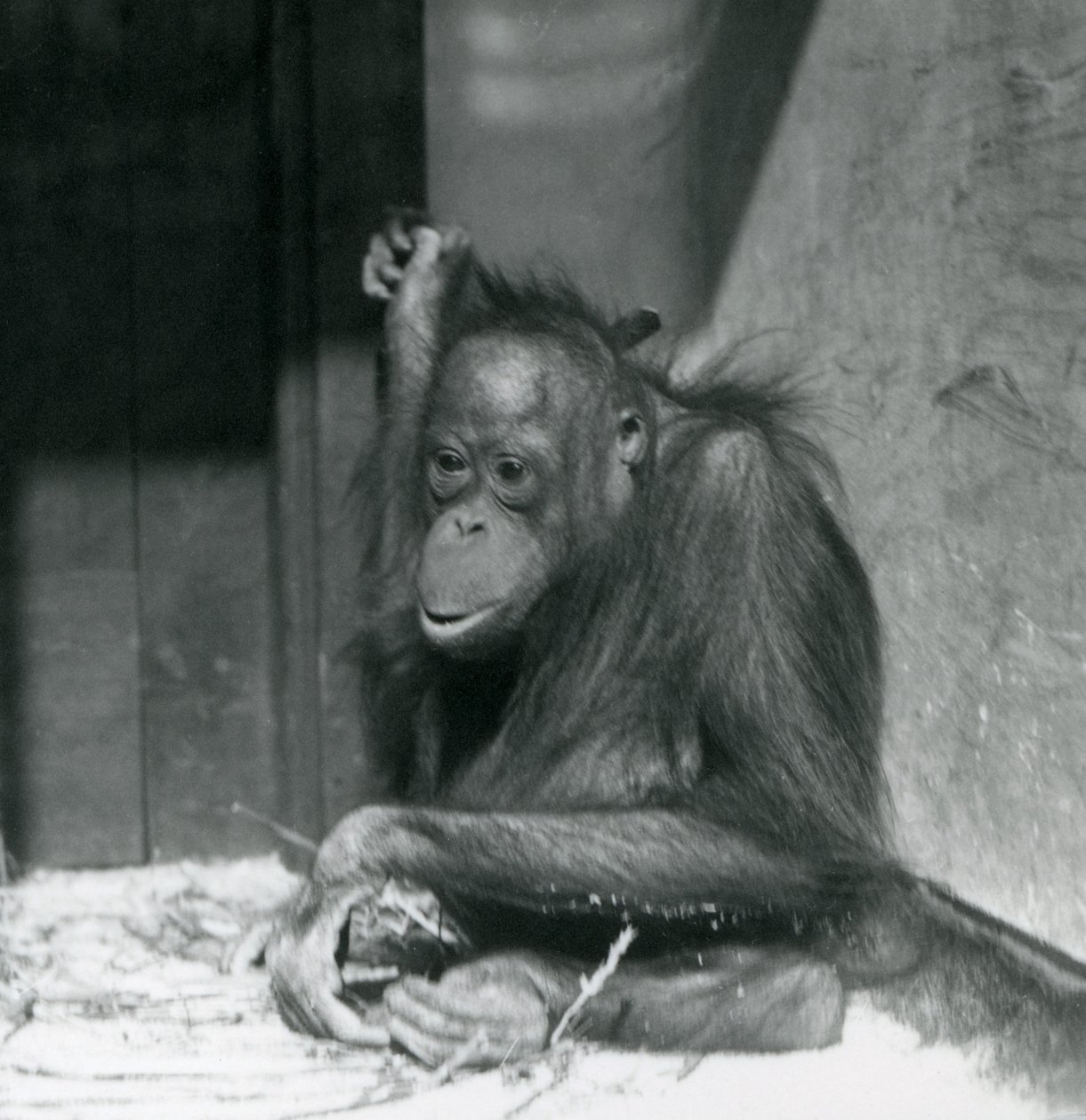 Ein junger Orang-Utan, der in seinem Gehege sitzt, Londoner Zoo, Oktober 1925 von Frederick William Bond