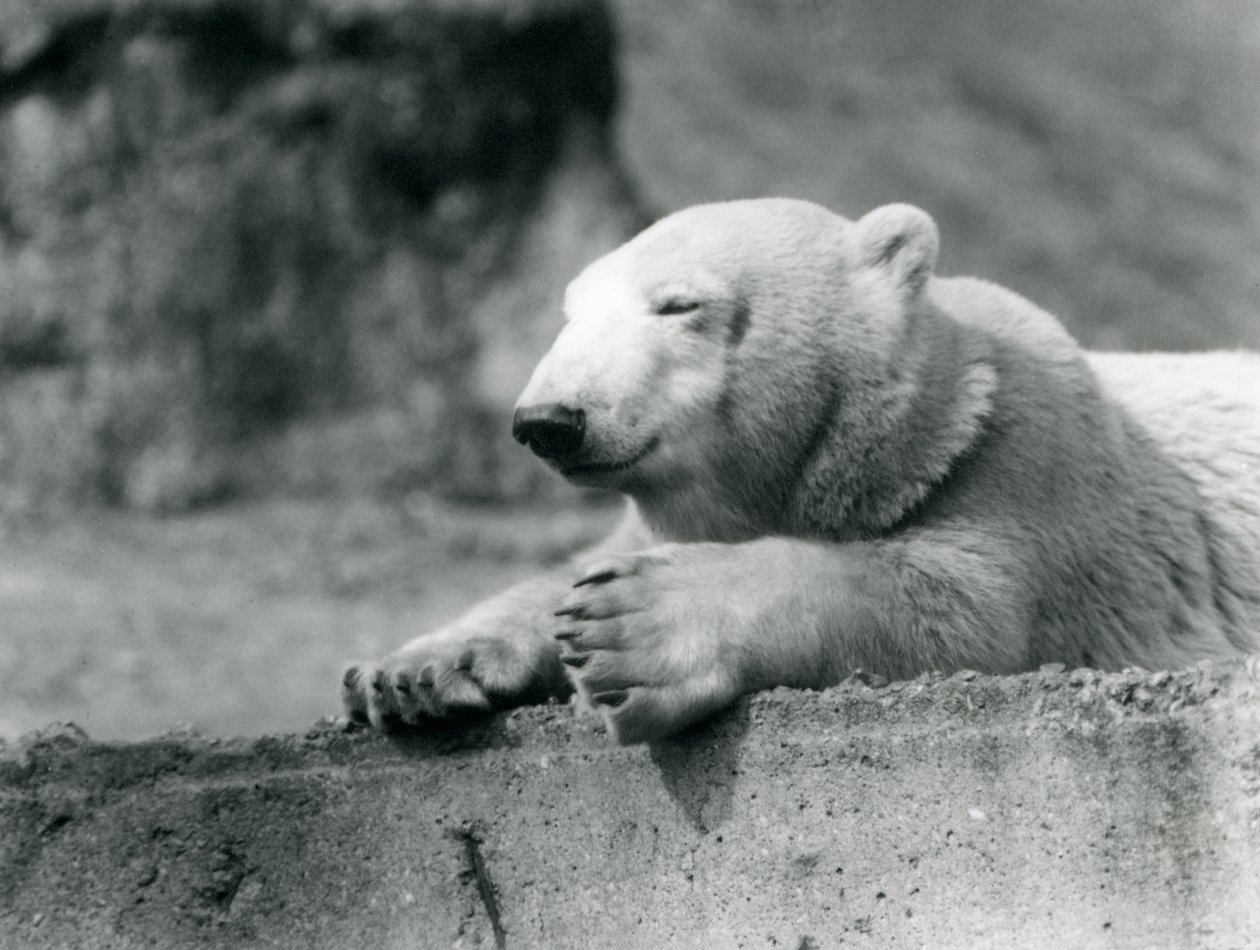 Ein junger Eisbär ruht auf einem Betonsims im Londoner Zoo, 1927 von Frederick William Bond
