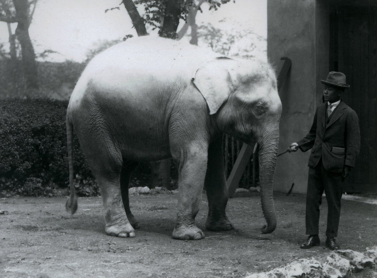 Albino-Weißer Elefant Pawah mit Dr. Saw Po Min, London Zoo, Mai 1926 von Frederick William Bond