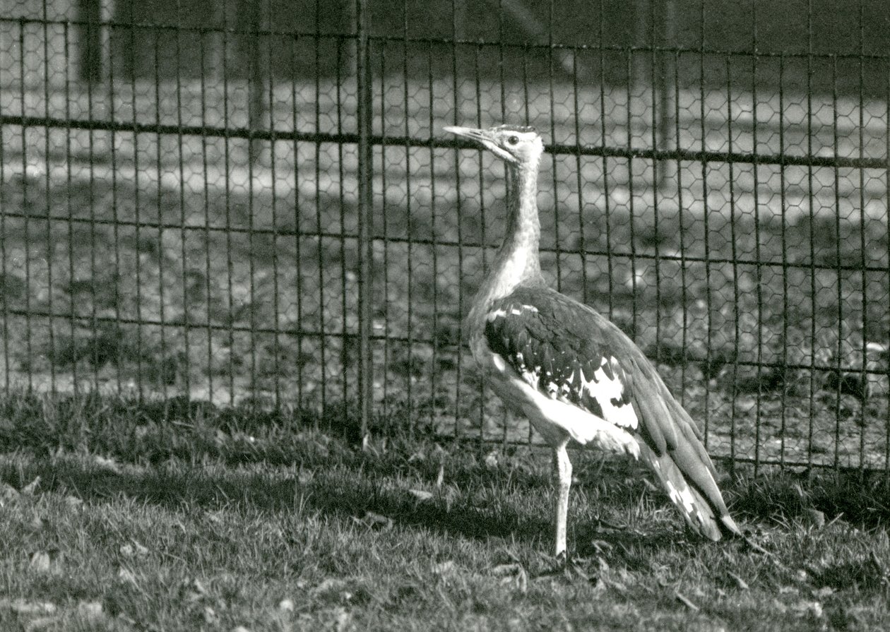 Eine Arabische Trappe in ihrem Gehege im Londoner Zoo, 1924 von Frederick William Bond