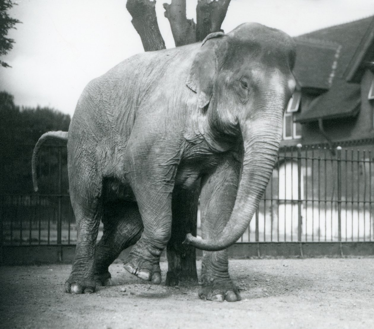 Ein asiatischer Elefant, der sich an einem toten Baum kratzt, Londoner Zoo von Frederick William Bond