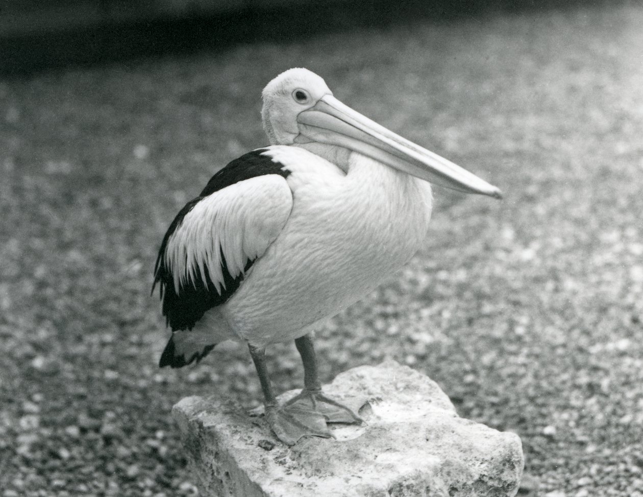 Ein australischer Pelikan auf einem Stein im Londoner Zoo, 1929 (s/w Foto) von Frederick William Bond