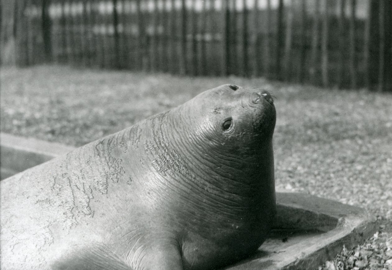 Ein Elefantenrobbe ruht in ihrem Becken im Londoner Zoo im Jahr 1930 von Frederick William Bond