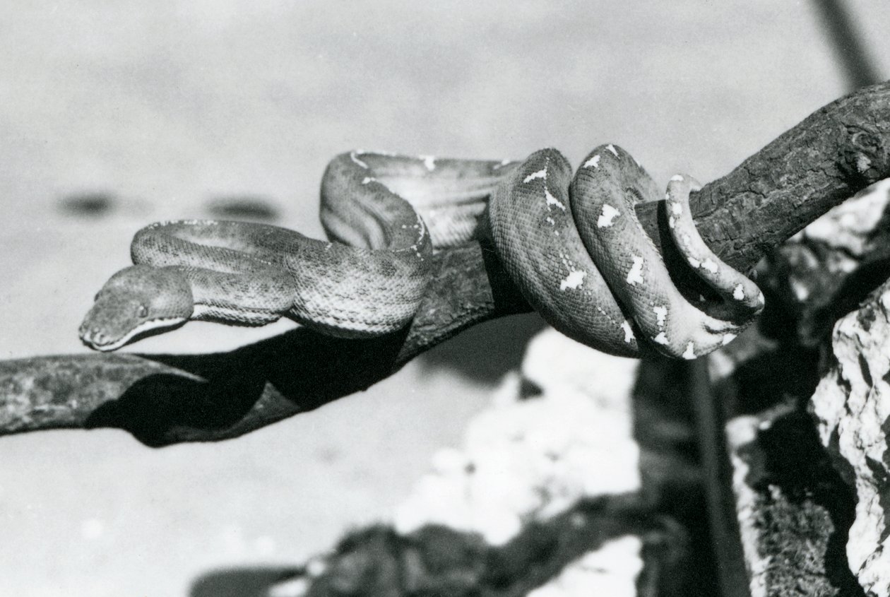 Ein Smaragdbaumboa, dessen Körper sich um einen Ast windet, London Zoo, Oktober 1928 von Frederick William Bond