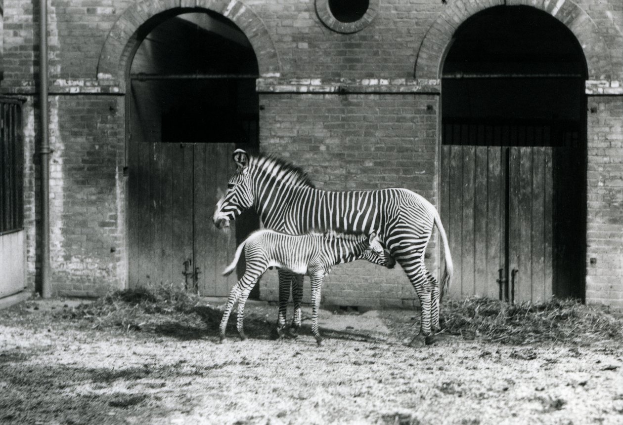 Ein gefährdeter Grevy-Zebra, stehend und ihr 4 Tage altes Fohlen fütternd, in ihrem Gehege im Londoner Zoo im August 1927 von Frederick William Bond