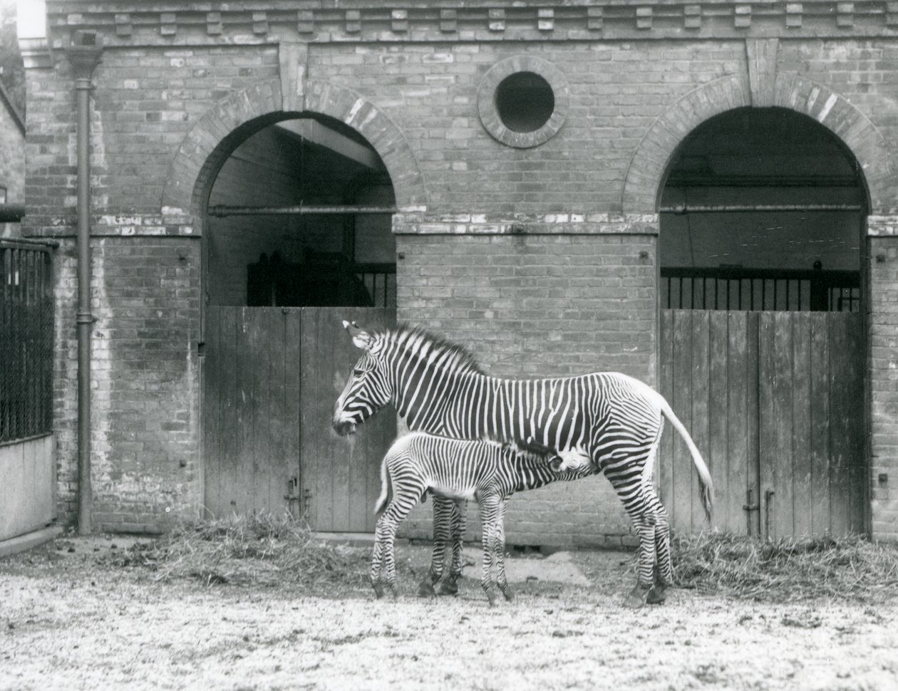 Eine gefährdete Grevy-Zebra-Stute füttert ihr Fohlen in ihrem Gehege im Londoner Zoo im Jahr 1927 von Frederick William Bond