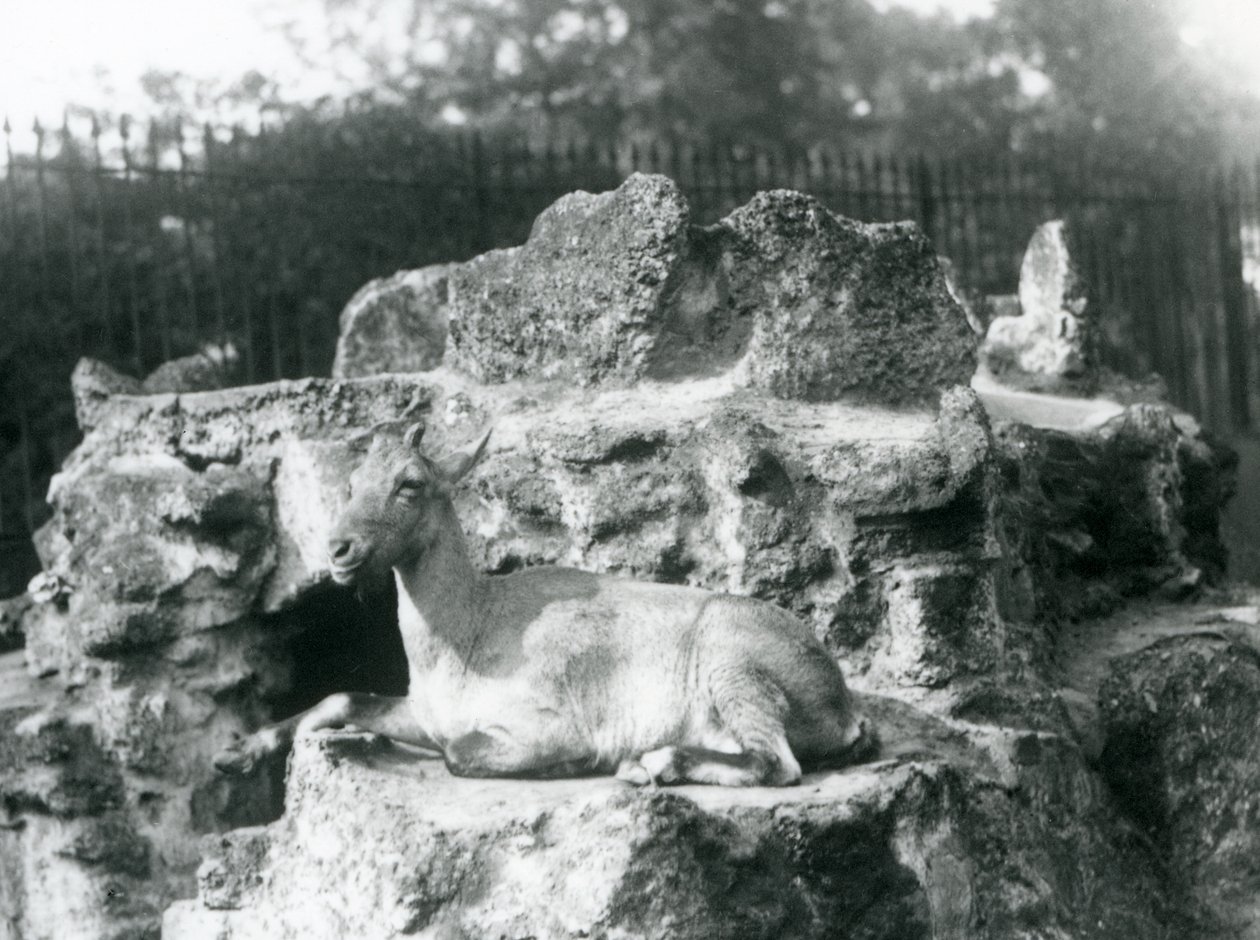 Ein Himalaya-Steinbock ruht auf einem Felsvorsprung im Londoner Zoo, August 1927 von Frederick William Bond