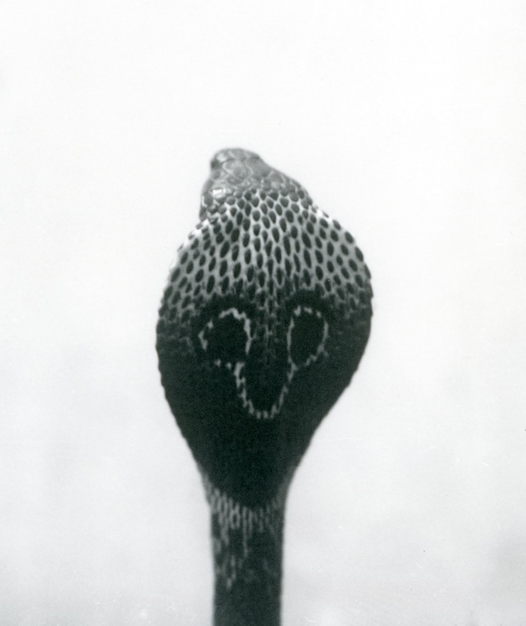 Eine indische Brillenschlange mit erhobenem Kopf und gespreizter Haube, London Zoo, Oktober 1925 von Frederick William Bond