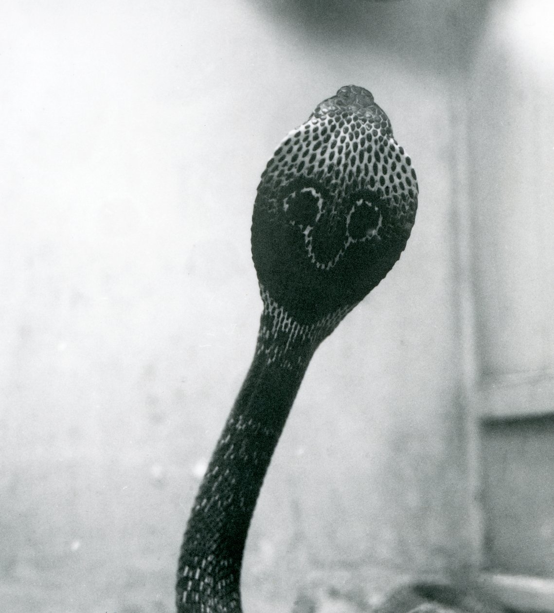 Eine indische Brillenschlange mit erhobenem Kopf und gespreizter Haube, Londoner Zoo, Oktober 1925 von Frederick William Bond
