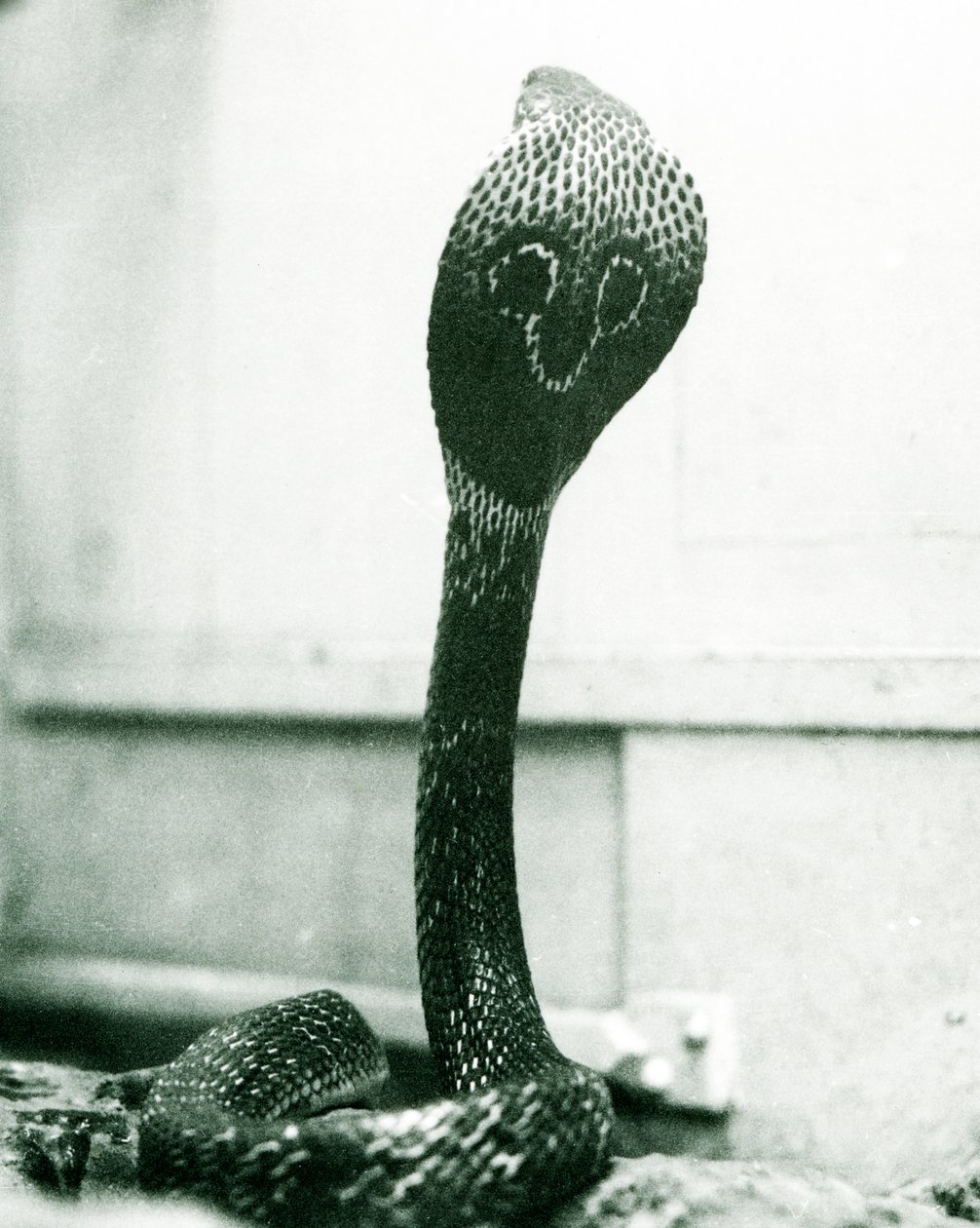 Eine indische Brillenschlange mit erhobenem Kopf und gespreizter Haube, Londoner Zoo, Oktober 1925 von Frederick William Bond
