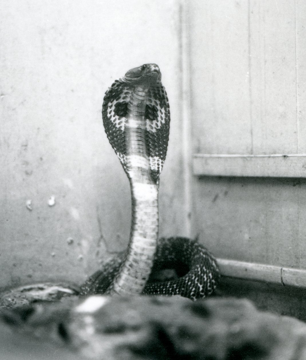 Eine indische Brillenschlange mit erhobenem Kopf und gespreizter Haube, Londoner Zoo, Oktober 1925 von Frederick William Bond