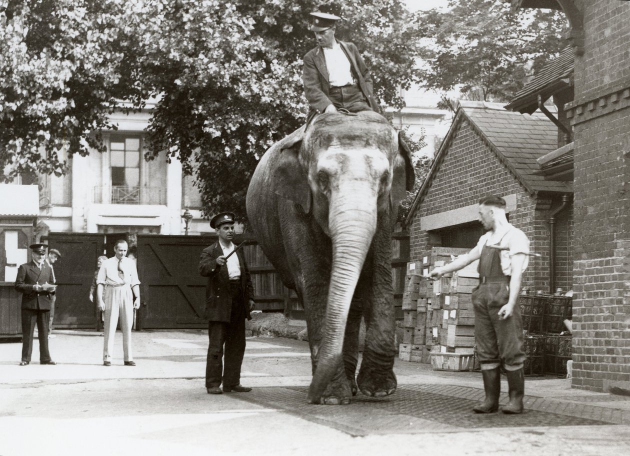 Ein indischer Elefant wird von Pflegern im Londoner Zoo gewogen, August 1935 von Frederick William Bond