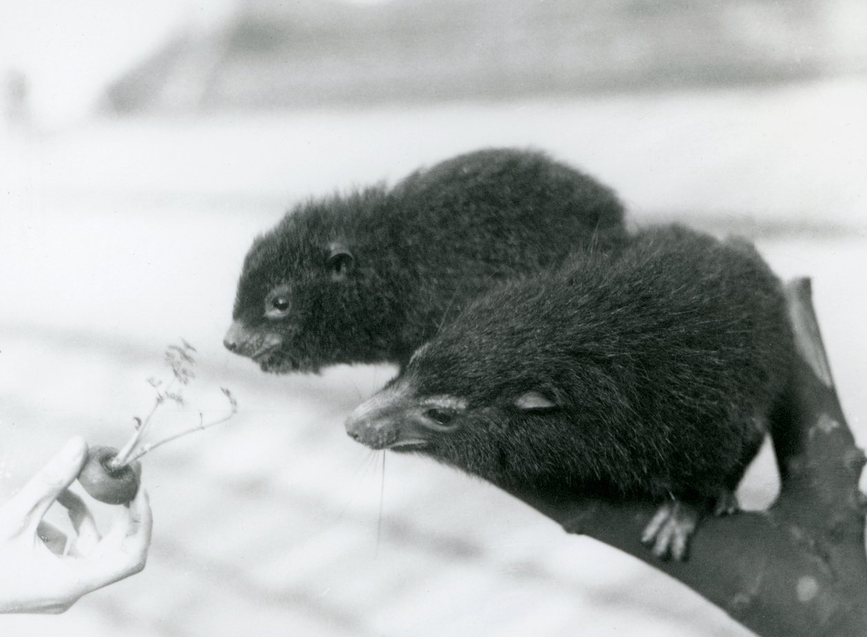 Ein erwachsener und ein junger Westlicher Baumhyrax sitzen auf einem Ast und beugen sich zu einer Karottenspitze, die ihnen zum Fressen hingehalten wird, London Zoo von Frederick William Bond