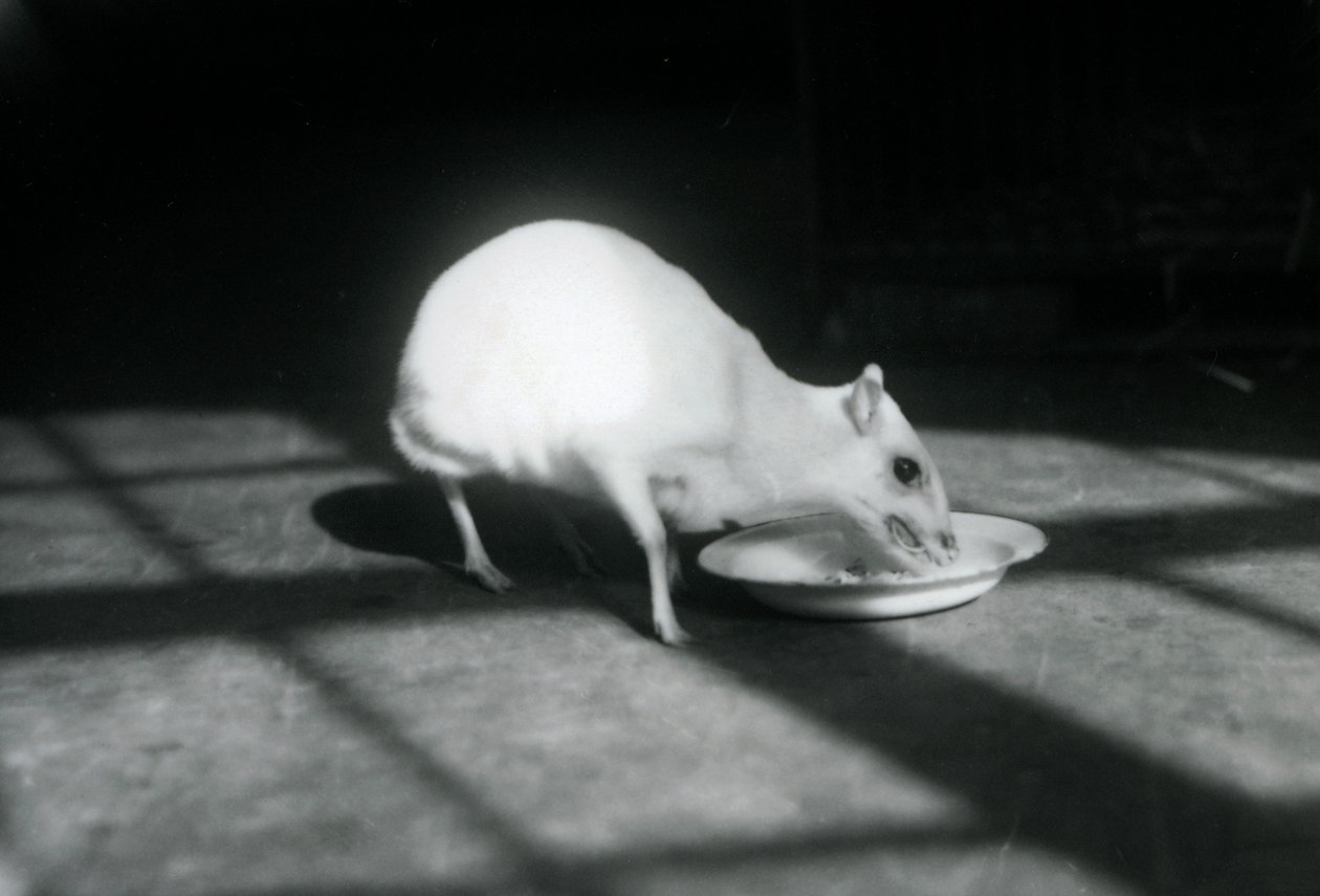 Ein Albino-Hirschferkel frisst aus einer Schale, Londoner Zoo, Dezember 1926 von Frederick William Bond