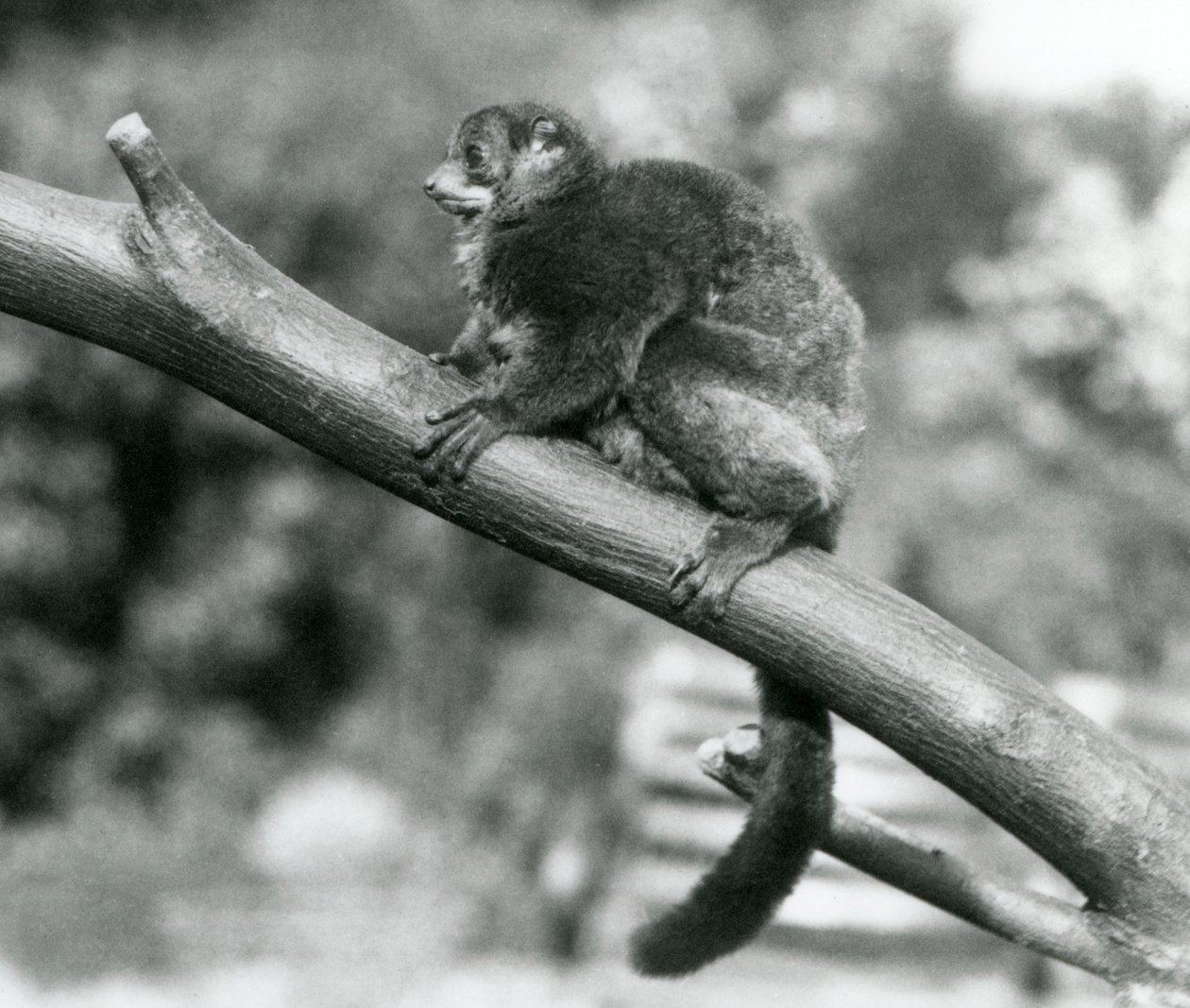 Ein gefährdeter Coquerel-Riesenmausmaki/Coquerel-Zwergmaki/Südlicher Riesenmausmaki ruht auf einem Ast im Londoner Zoo, Oktober 1929 von Frederick William Bond