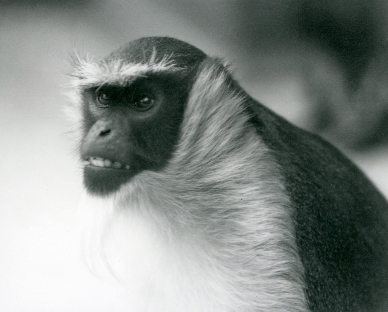 Ein gefährdeter Roloway-Meerkatze im Londoner Zoo, 1927 von Frederick William Bond