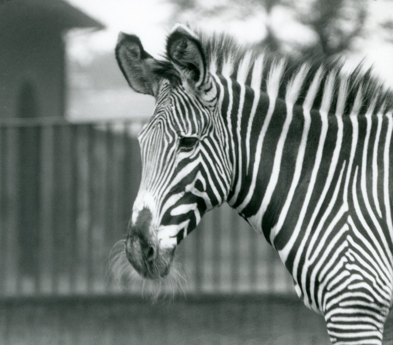 Ein weibliches/jenny gefährdetes Grevy-Zebra, Londoner Zoo, Juli 1926 von Frederick William Bond