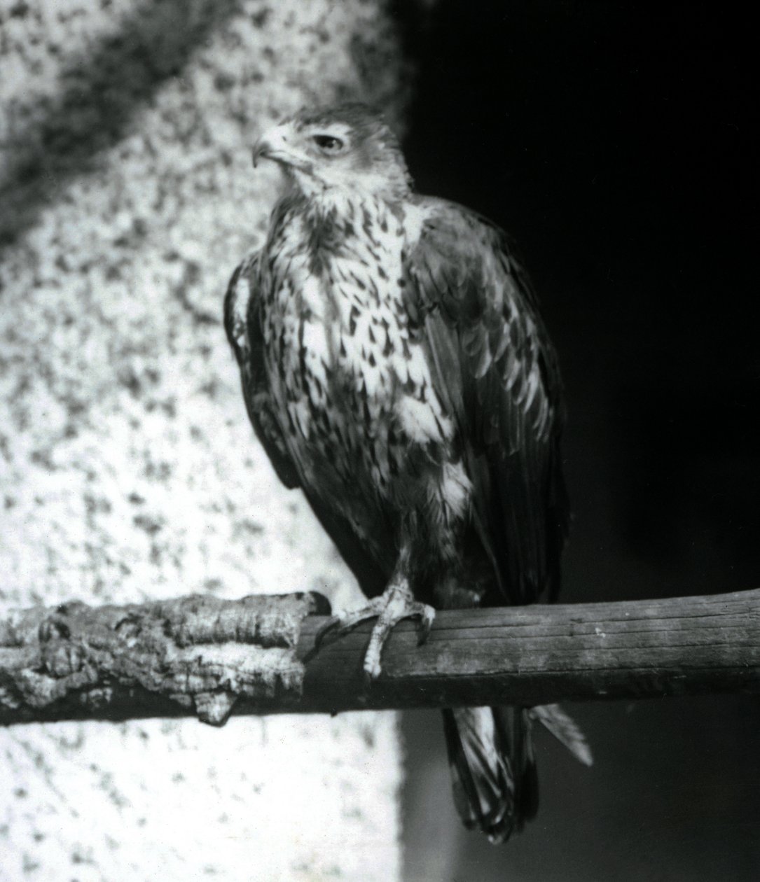 Bonellis Adler auf einem Ast im Londoner Zoo, September 1925 von Frederick William Bond