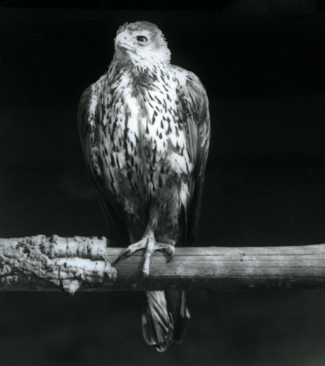 Bonellis Adler auf einem Ast im Londoner Zoo, September 1925 von Frederick William Bond