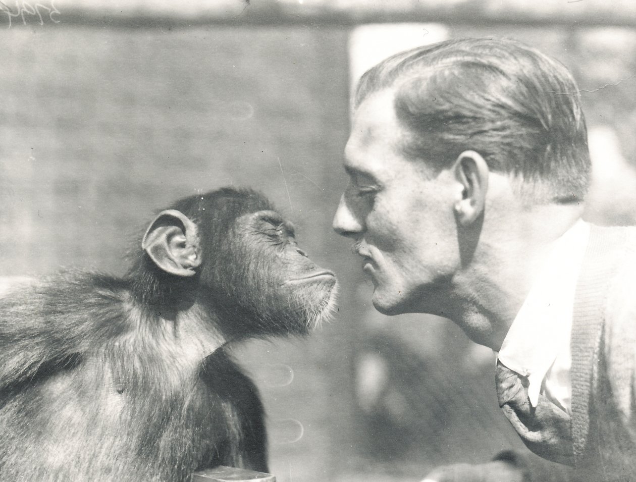 Booboo der Schimpanse und John Shelly im ZSL London Zoo, September 1927 von Frederick William Bond