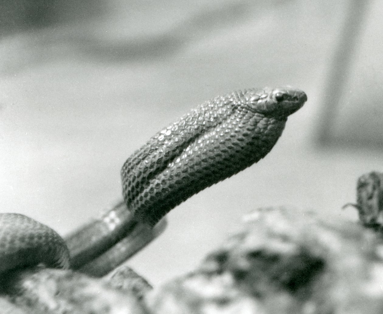 Eierschlange im Londoner Zoo im Jahr 1930 von Frederick William Bond