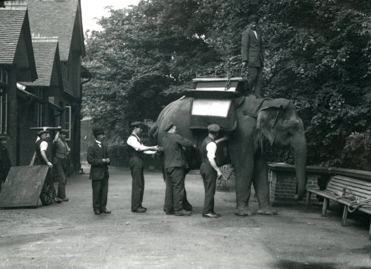 Weiblicher asiatischer Elefant 