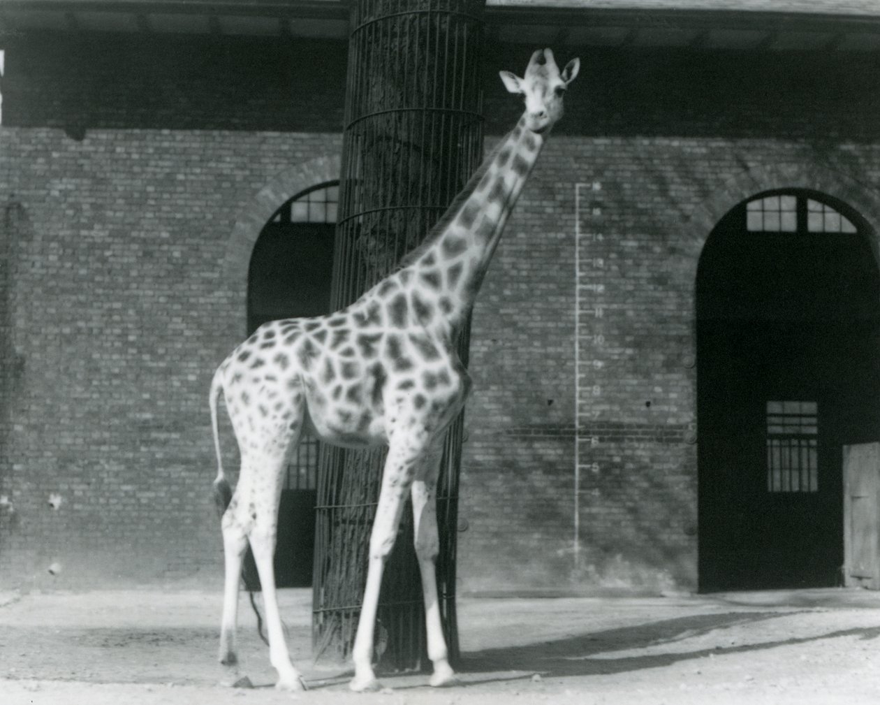 Weibliche Giraffe 