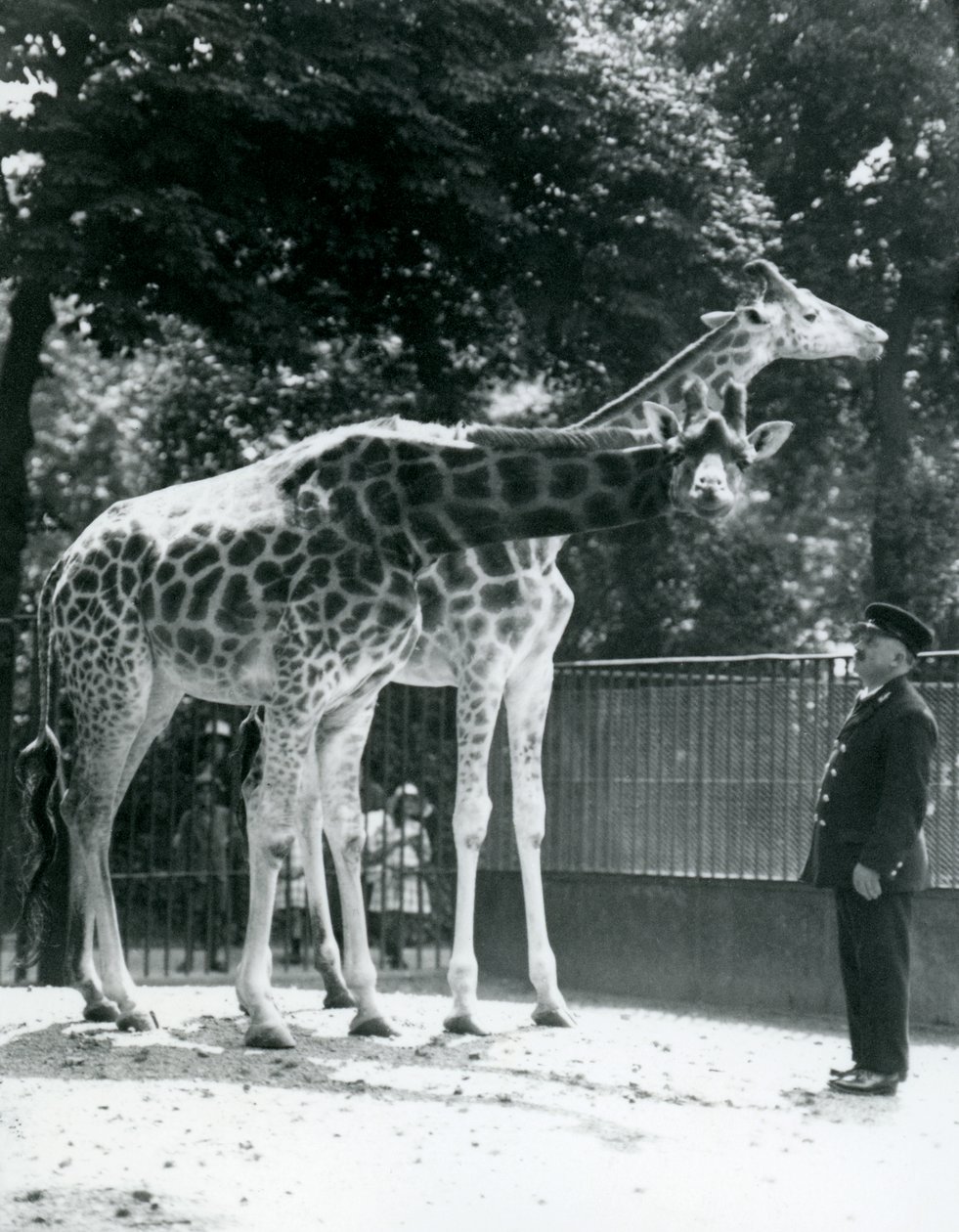 Weibliche Giraffen Maud und Maggie mit Wärter Ernie Professor Bowman, Londoner Zoo, Juli 1924 von Frederick William Bond