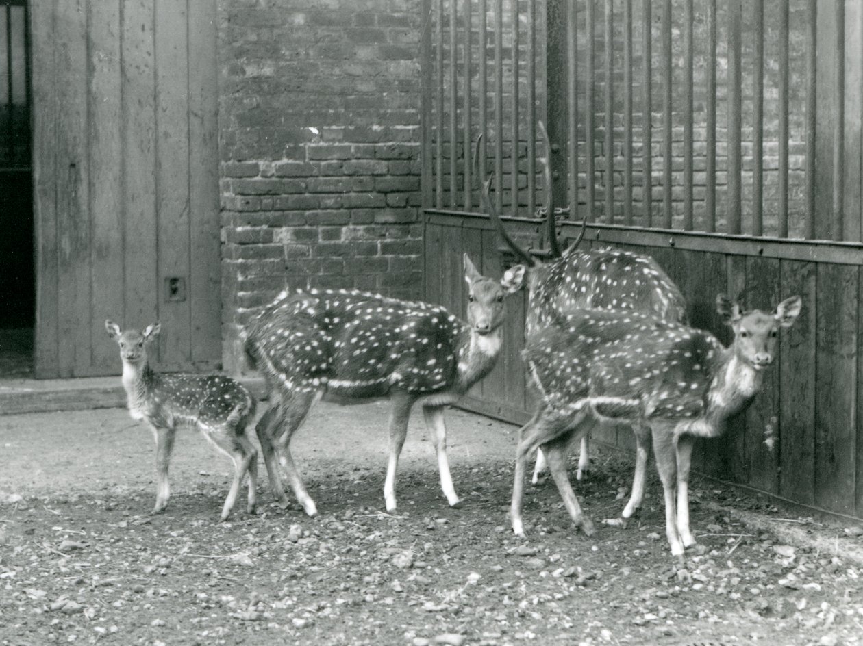 Vier Axishirsche, darunter ein Bock mit Geweih und ein Kitz, im London Zoo im Jahr 1926 (s/w Foto) von Frederick William Bond