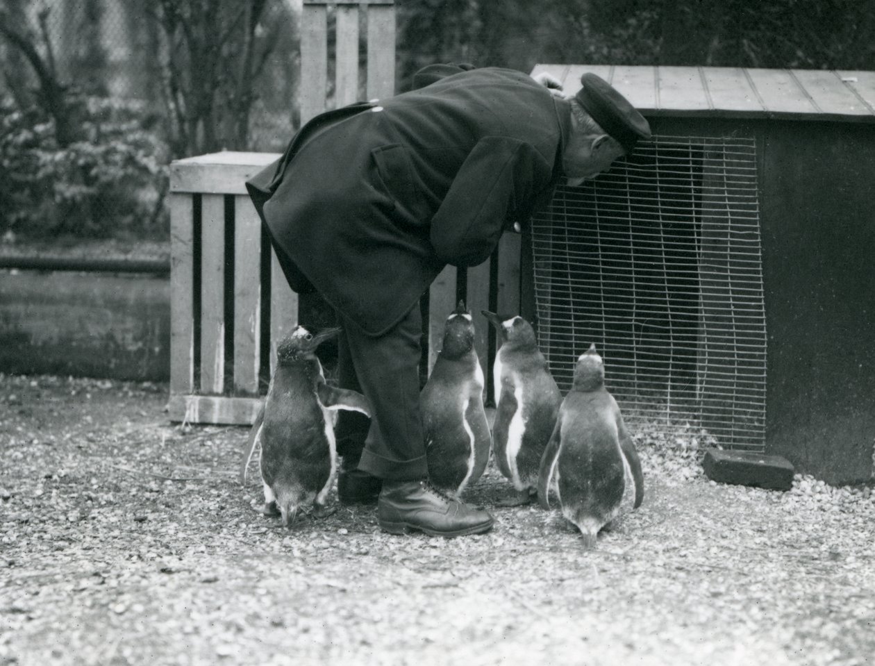 Eselspinguine mit Pfleger Albert White, London Zoo, ca. 1914 von Frederick William Bond