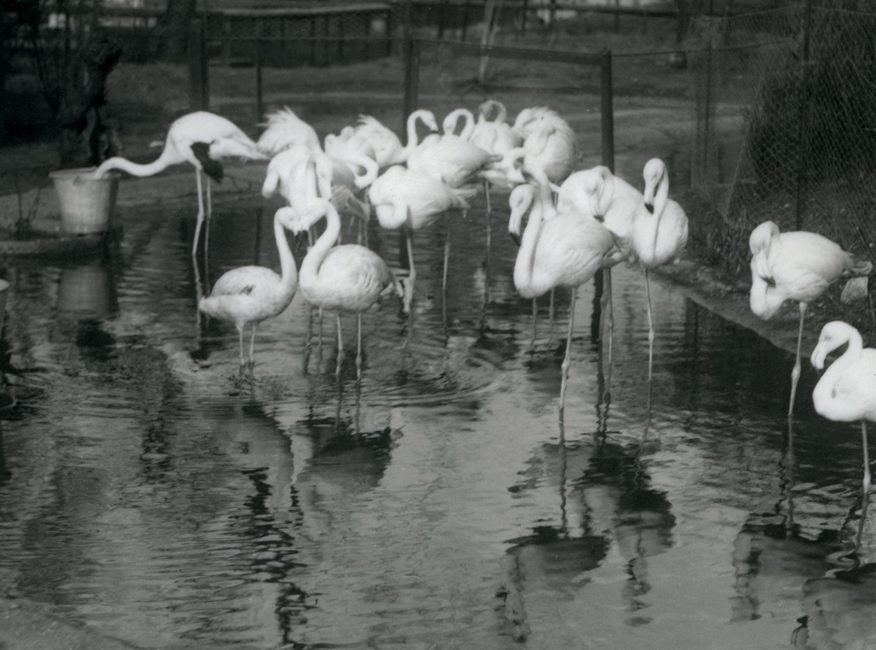 Große Flamingos an ihrem Teich im Londoner Zoo, 1926 von Frederick William Bond