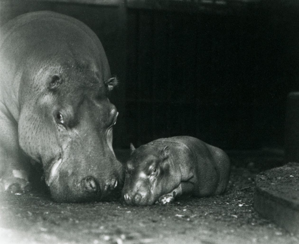 Flusspferd Joan mit ihrem männlichen Kalb Jimmy im Londoner Zoo im März 1927 von Frederick William Bond