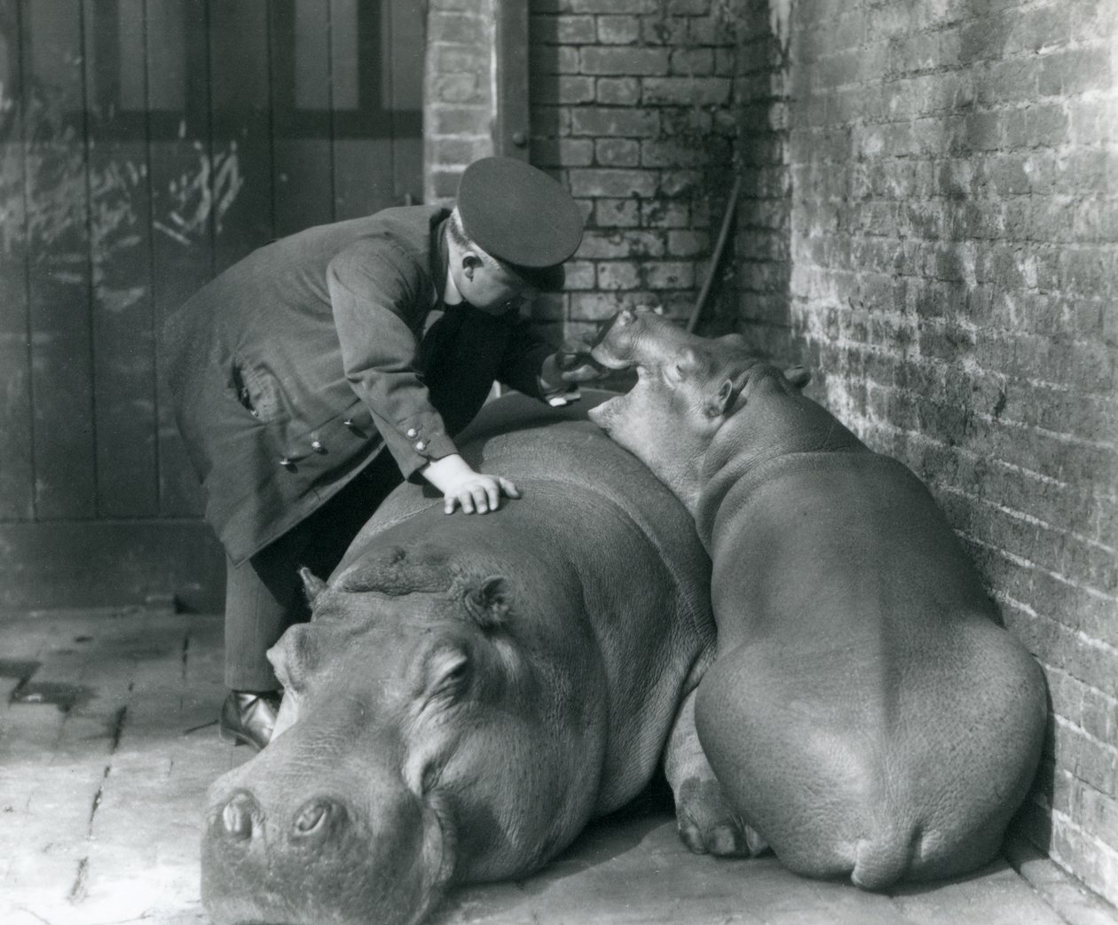 Nilpferde Joan und Jimmy im Londoner Zoo im Jahr 1927 von Frederick William Bond