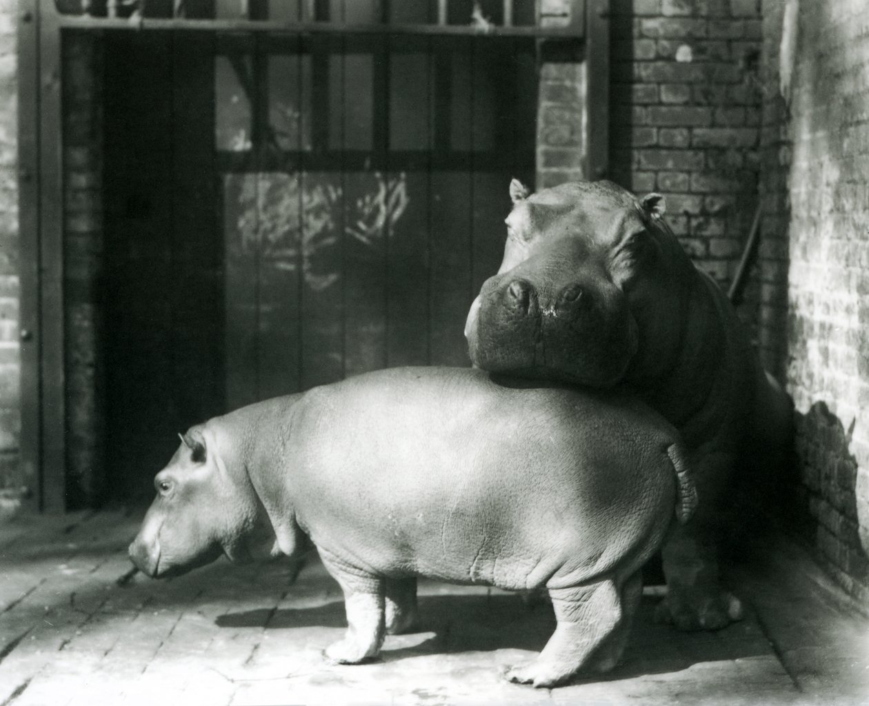 Flusspferde Joan und Jimmy im Londoner Zoo im Jahr 1927 von Frederick William Bond