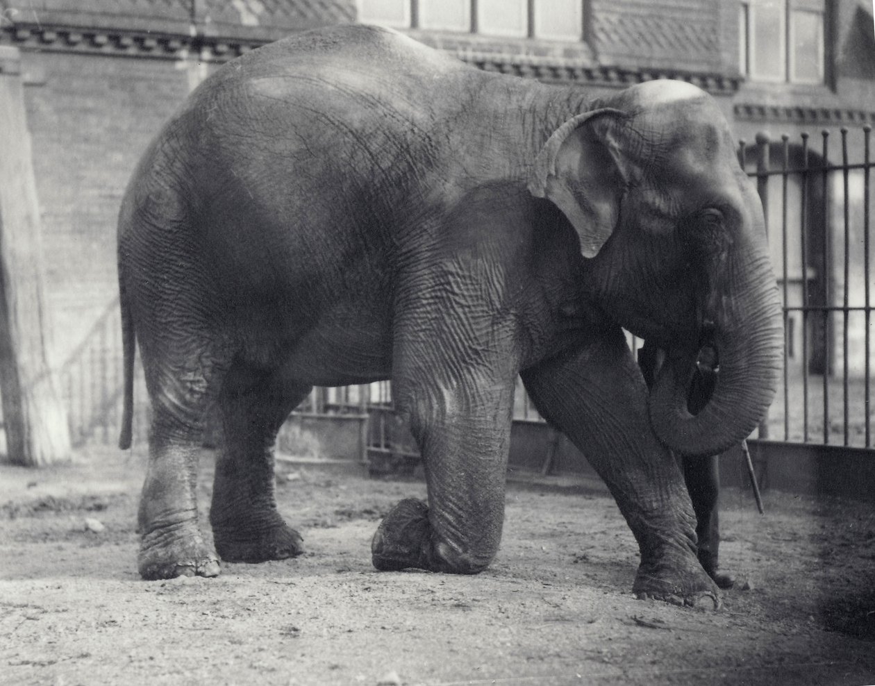 Indischer Elefant, Assam Lukhi, kniend mit Wärter im Londoner Zoo, April 1914 von Frederick William Bond